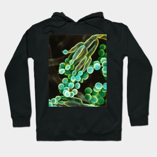 Penicillin fungus, SEM (C026/3997) Hoodie